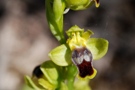 Ophrys cinereophyla